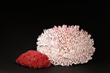 A COLLECTION OF TWO LARGE NATURAL CORAL SPECIMENS