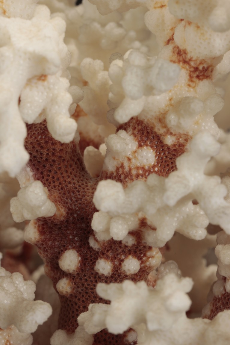 A NATURAL WHITE CORAL 'TREE