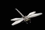 18K WHITE GOLD DRAGON FLY PIN 