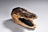 AN ALLIGATOR HEAD 