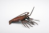 A JAPANESE BRONZE SHRIMP MODEL