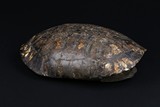 AN INSCRIBED TORTOISE SHELL 