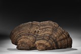 A LARGE NATURALISTIC LINGZHI FUNGUS